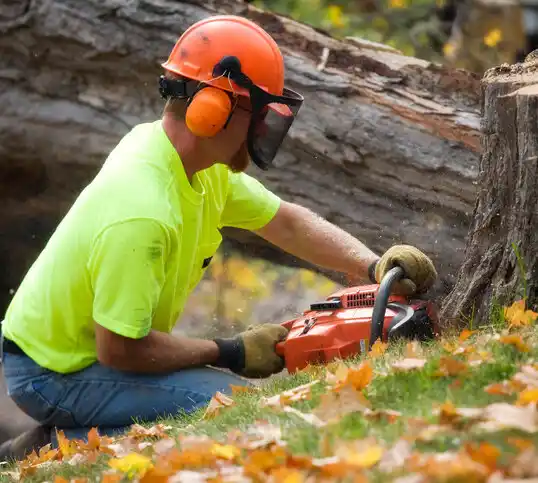 tree services Port Leyden